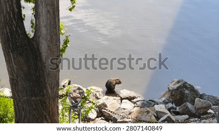 Nutria (Coypu) standing in shallow river between the rocks