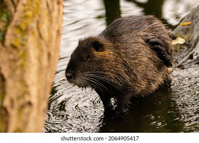 Nutria Coypu Stands On Sunken Trunk Stock Photo 2064905417 | Shutterstock