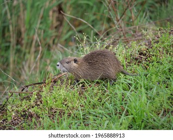 Nutria Kid On A Walk