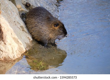 Nutria Known Coypu Latin Myocastor Coypus Stock Photo 1594285573 ...