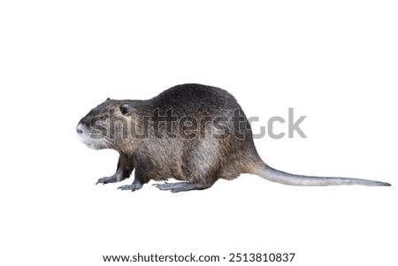 Similar – Image, Stock Photo nutria Nature Animal Pelt