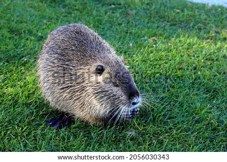 Nutria with long black fur, an otter sits on the green grass by the river,close-up . Water rat, muskrat sits in a park, forest, farm.