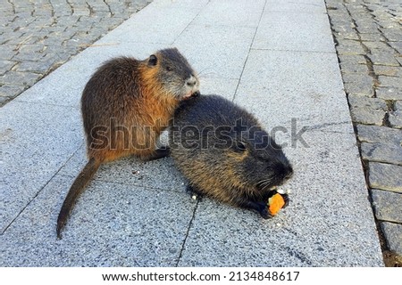 Nutria with long black fur, otters sit in  park on path, close-up. Water rat, muskrat sits in park, farm