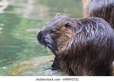 Nutria (Myocastor Coypus), Also Called Beaver Rat, Scratching Face At Waterside