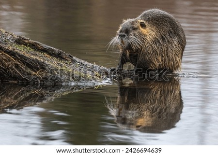 The nutria (Myocastor coypus) sitting in the water on a log