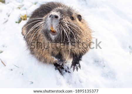 Nutria and ondatra are very similar semiaquatic rodants living in freshwater streams, ponds and rivers. Nice portrait of water animal. 