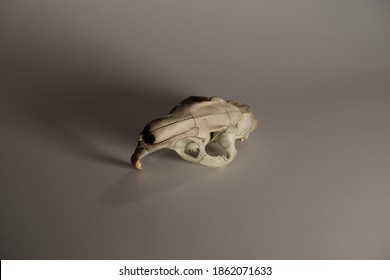 Nutria Rat Skull That I Found In A Ditch In Lafayette Louisiana