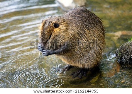 Nutria are rife in Prague and can be found around the islands in the River Vitava. Stock photo © 