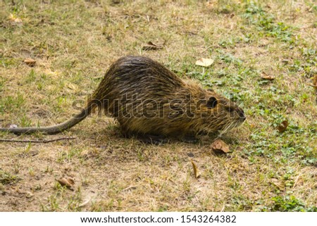 Similar – Image, Stock Photo nutria Nature Animal Pelt