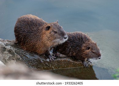 Nutria, swamp beaver - Myocastor coypus