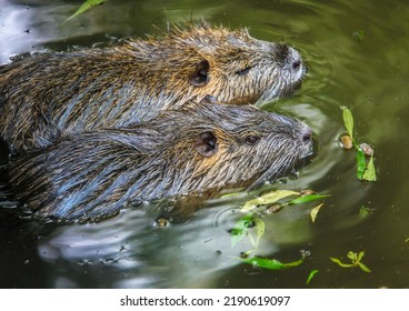 Nutria Swiming In A Bayou In South Louisiana