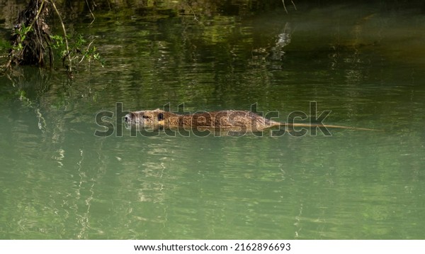 Nutria swimming in a short of water, on a beautiful
spring day