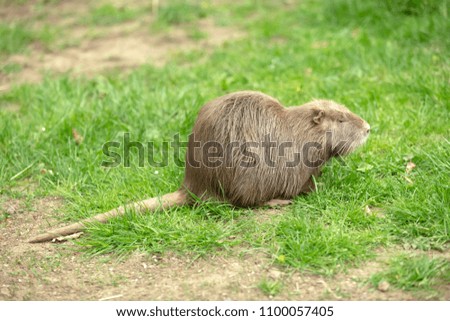 Image, Stock Photo nutria Nature Animal Pelt