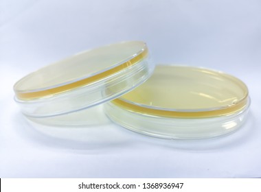 Nutrient Agar Plate