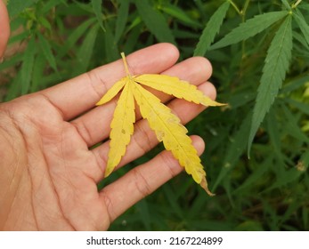 Nutrient Deficiencies Of Cannabis Or Marijuana Leaf, Selective Focus.