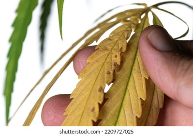 Nutrient Deficiencies In Marijuana Plants Isolated On White,yellow Cannabis Leaf