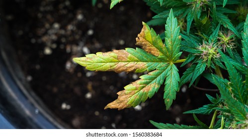 Nutrient Deficiencies In Marijuana Plants, Yellow Cannabis Leaf,