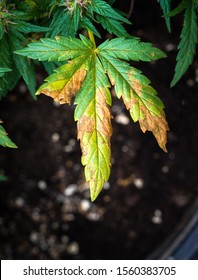 Nutrient Deficiencies In Marijuana Plants, Yellow Cannabis Leaf,