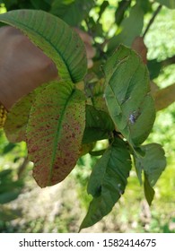 Nutrient Deficiency Phosphorous Leading Purling Leaves Stock Photo ...