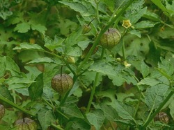  Nutrition Information About Rasbhari, Cape Gooseberries, Or Golden Berries, Golden Berry, Physalis Peruviana Medicinal Plant         