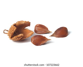 1,036 Beechnuts Images, Stock Photos & Vectors | Shutterstock