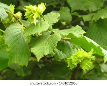 Nuts Of Common Hazel, Corylus Avellana,