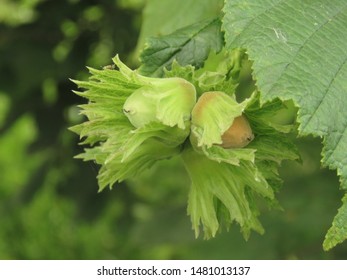 Nuts Of Common Hazel, Corylus Avellana,