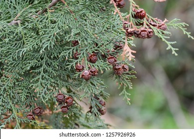 Nuts Of The Japanese Cypress