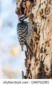 Nuttall's Woodpecker (Picoides Nuttallii) Is A Species Of Woodpecker Named After Naturalist Thomas Nuttall In 1843. They Are Found In Oak Woodlands Of California.