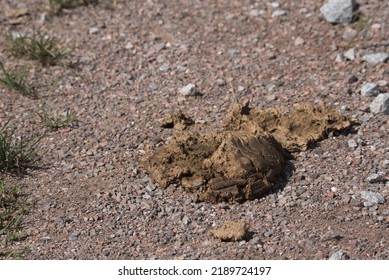 Nuture Cow Dung Is On Ground