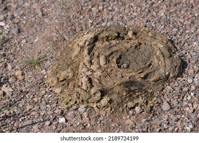 Nuture Cow Dung Is On Ground