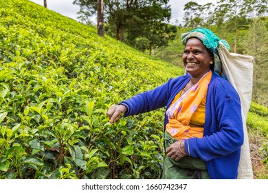 6,340 Sri lanka farming Images, Stock Photos & Vectors | Shutterstock