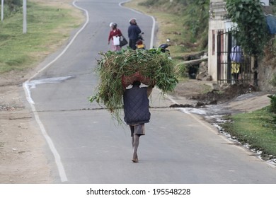 NUWARA ELIYA, SRI LANKA - FEBRUARY 19th: A typical scene of a Sri Lankan man walking down the road with vegetation on his head taken in Nuwara Eliya, Sri Lanka on the 19th February, 2014.