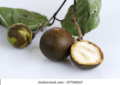 Nux-vomica Tree, Snake Wood. (Strychnos Nux-vomica L.). 