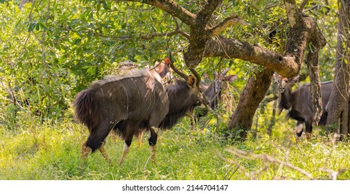 Nyala Antelope Buck in Hluhluwe National Park Nature Reserve South Africa