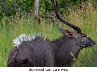 Nyala Antelope Buck in Hluhluwe National Park Nature Reserve South Africa