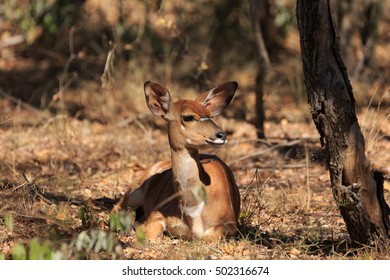 Nyala antelope in the bush - Shutterstock ID 502316674
