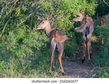 Nyala Antelope in Hluhluwe National Park Nature Reserve South Africa