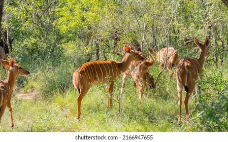 Nyala Antelope in Hluhluwe National Park Nature Reserve South Africa
