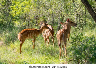 Nyala Antelopes in Hluhluwe National Park Nature Reserve South Africa