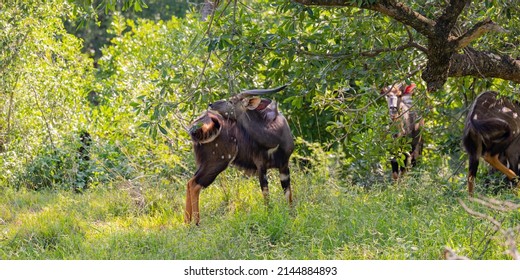 Nyala Buck Antelope in Hluhluwe National Park Nature Reserve South Africa