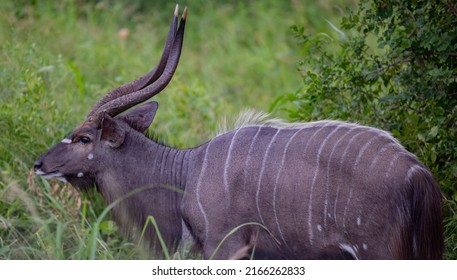 Nyala Buck Antelope in Hluhluwe National Park Nature Reserve South Africa