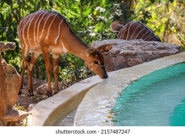 Nyala buck drinking swimming pool water