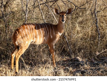 Nyala buck is a small buck in southern Africa 