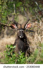 An Nyala Bull 