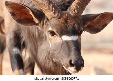 Nyala Bull Close up Wildlife
