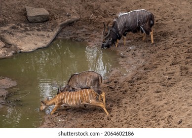 An nyala bull and and two nyala ewes drinking at a waterhole.