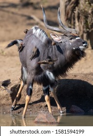 Nyala and Oxpeckers in the Kruger national park South Africa