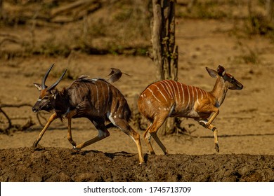 Nyala pair getting a fright while drinking water 