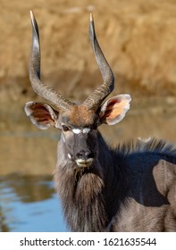 Nyala portrait in the Kruger national park South Africa